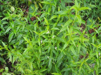 Green Chiretta - Andographis paniculata