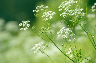 Aniseed - Pimpinella anisum