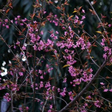 Barberry Bark - Berberis vulgaris - POWDER