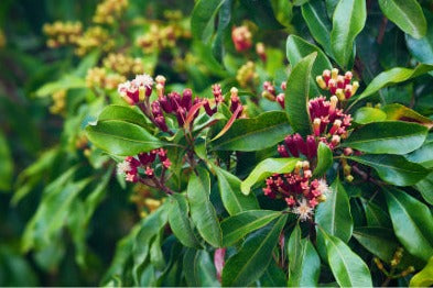 Clove - Syzigium aromaticum - POWDER