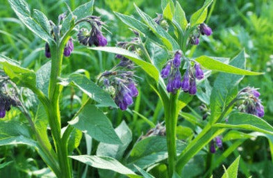 Comfrey leaf - Symphytum officinalis