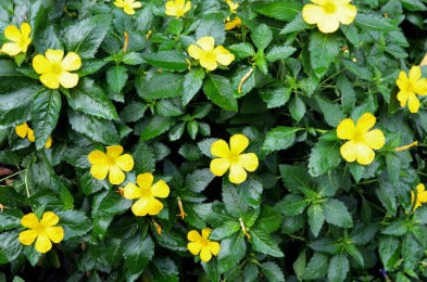 Damiana - Turnera diffusa