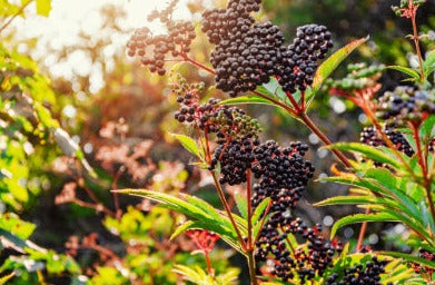 Elderberry - Sambucus nigra fructus