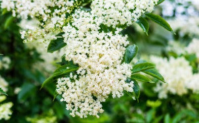 Elderflower - Sambucus nigra flos