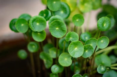 Gotu kola - Hydrocotyle asiatica