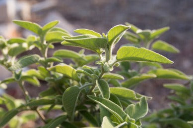 Sage, Greek - Salvia triloba