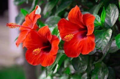 Hibiscus - Hibiscus sabdariffa