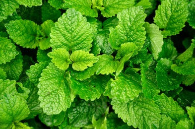 Lemon balm - Melissa officinalis POWDER