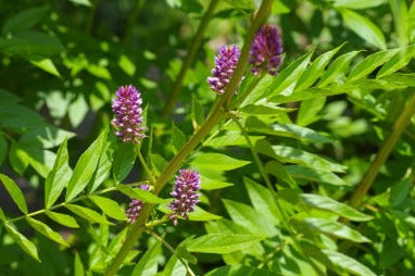 Liquorice - Glycyrrhiza glabra Root - CUT