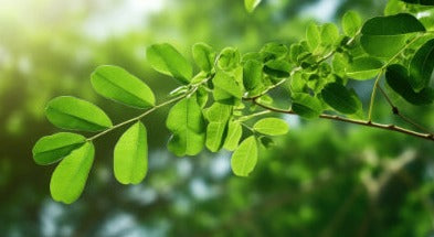 Moringa leaf - Moringa oleifera - POWDER