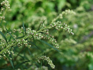 Mugwort - Artemesia vulgaris