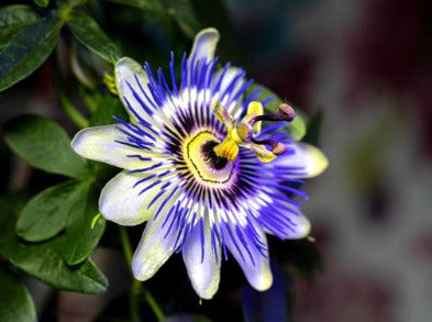 Passionflower - Passiflora incarnata