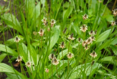 Plantain - Plantago spp. - POWDER