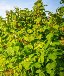 Raspberry leaf - Rubus ideaus