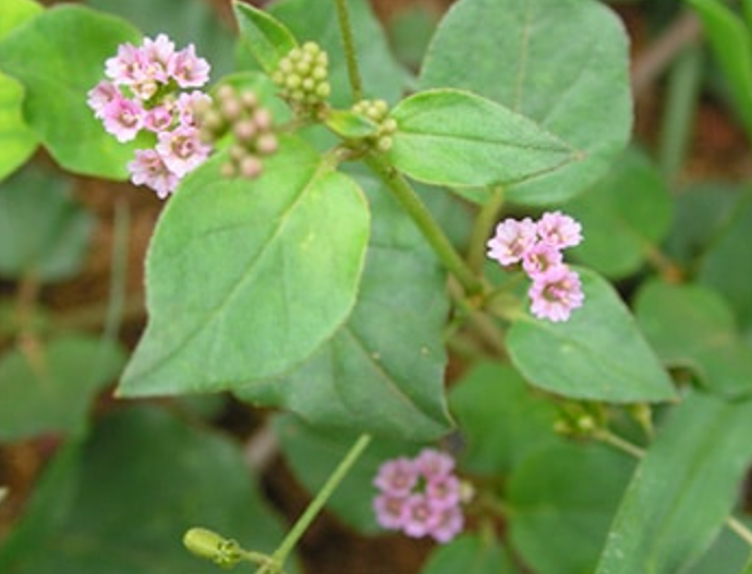 Punarnava Mool - Boerharia diffusa - POWDER