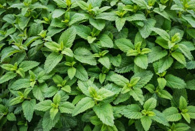 Spearmint - Mentha spicata