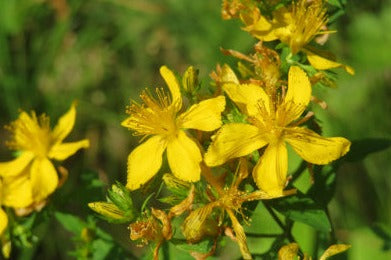 St. John's wort - Hypericum perforatum - POWDER