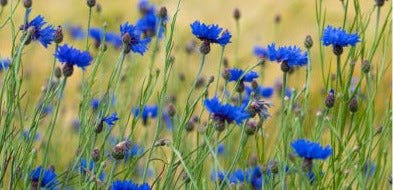 Blue Cornflower - Centaurea cyanus