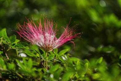 Bobinsana Leaf - Calliandra angustifolia