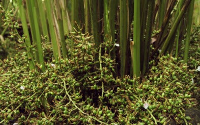 Cardamom pods - Ellataria cardamomum