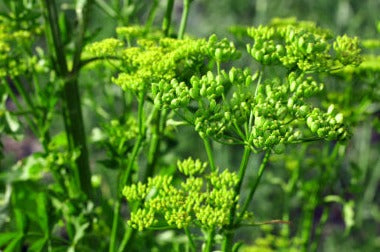 Celery Seed - Apium graveolens POWDER