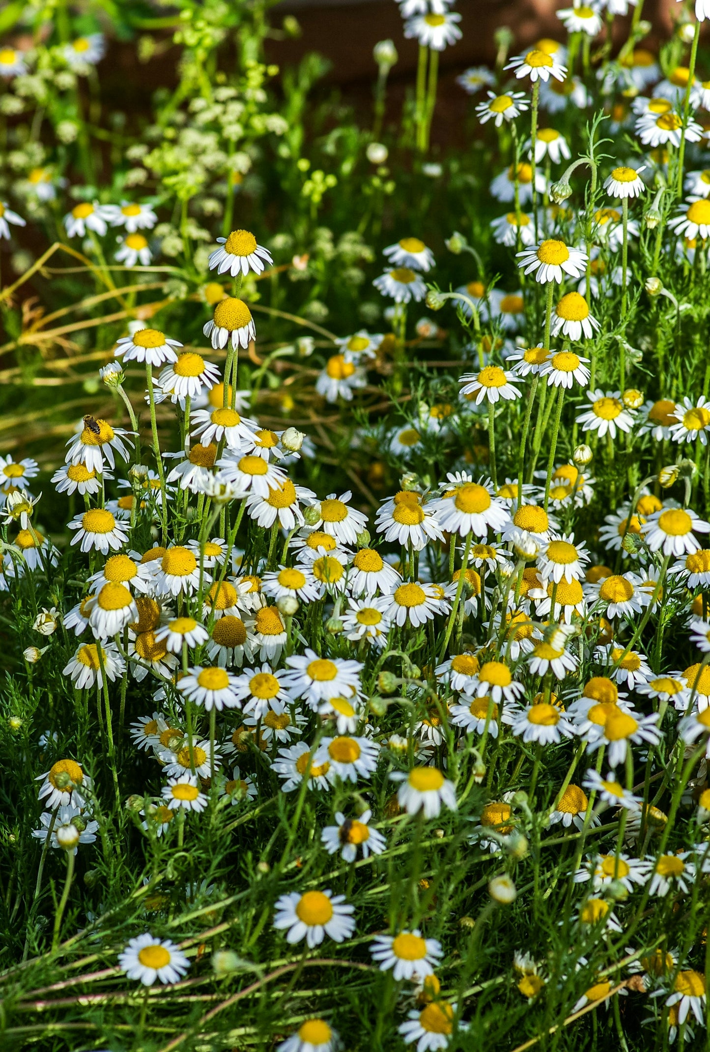 Chamomile, German - Matricaria recutita