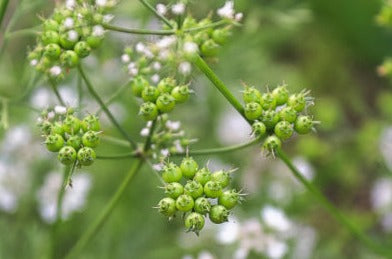 Coriander whole seed - Coriandrum sativum