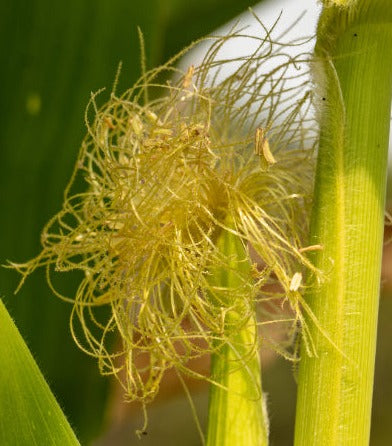 Corn silk - Zea mais