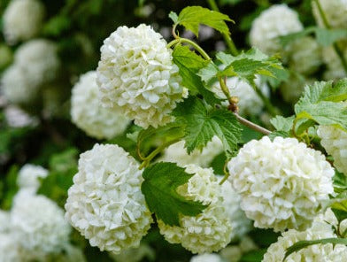 Cramp bark - Viburnum opulus