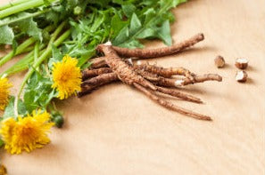 Dandelion root - Taraxacum officinalis Radix