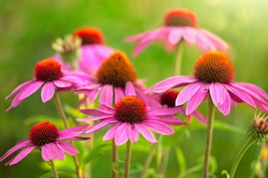 Echinacea - Echinacea purpurea Tops