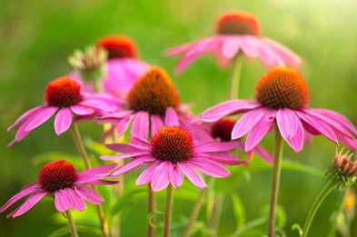 Echinacea Purpurea Root - Fluid Extract