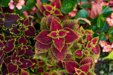 Flame Nettle - Coleus forskohlii POWDER