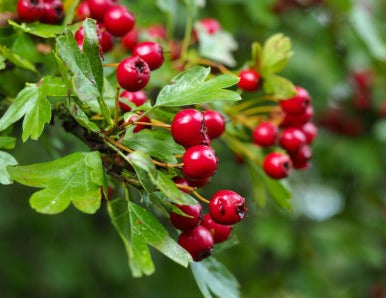 Hawthorn Berry - Crataegus monogyna