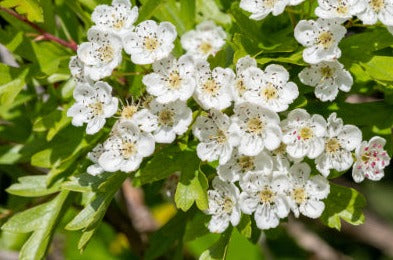 Hawthorn Flowering Tops - Crataegus monogyna