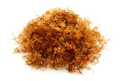 Irish moss - Chondrus crispus