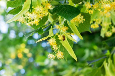 Lime flower - Linden blossom - Tilea europea