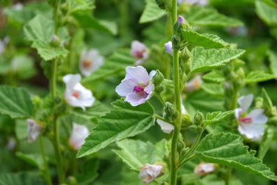 Marshmallow - Althea officinalis POWDER