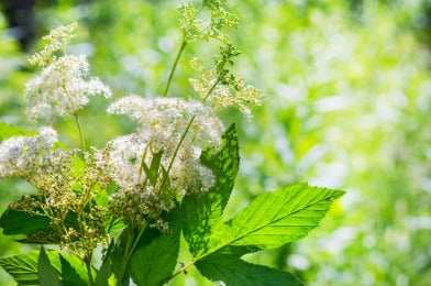 Meadowsweet - Filipendula ulmaria