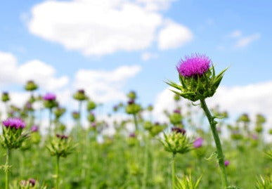 Milk Thistle SEED - Carduus marianus