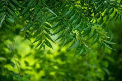 Neem leaf - Azadirachta indica - POWDER