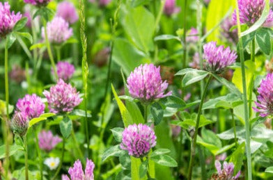 Red clover - Trifolium pratense