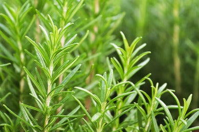 Rosemary - Rosmarinus officinalis