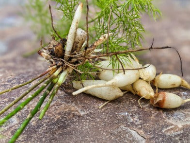 Shatavari - Asparagus racemosa - POWDER