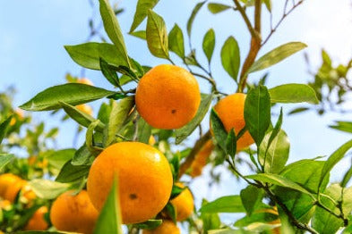 Sweet Orange Peel - Citrus sinensis