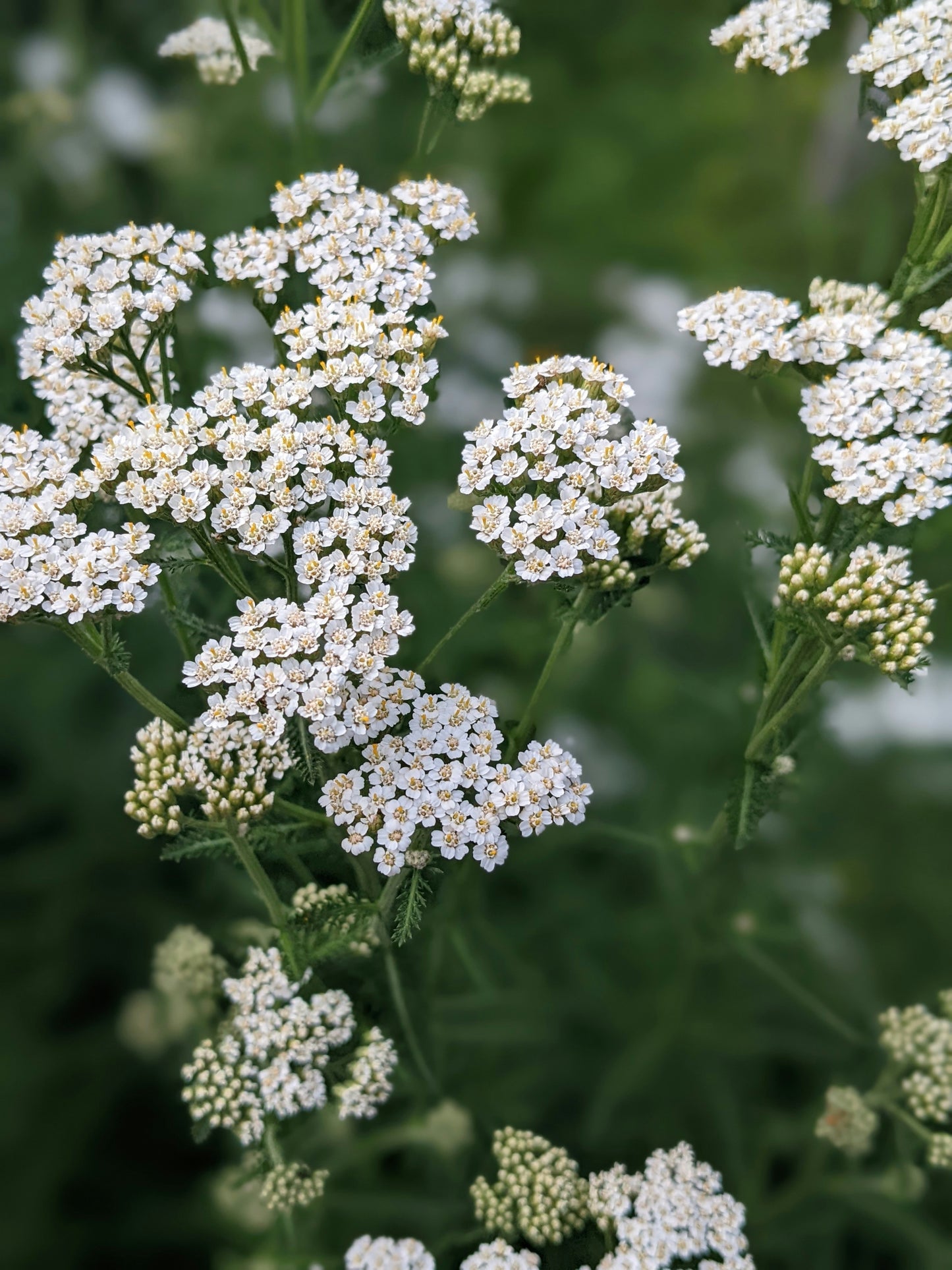 Yarrow - Achillea millefolium